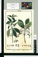 OHigginsia verticillata y OHigginsia obovata / Ysidro de Galvez. Original drawing from Ruiz & Pavón's Expedition (1777-1816)