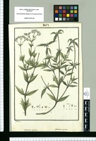 Spermacoce corymbosa y Spermacoce capitata / Galvez. Original drawing from Ruiz & Pavón's Expedition (1777-1816)