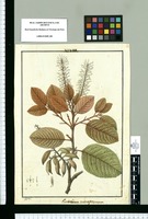 Embothrium monospermum / Galvez. Original drawing from Ruiz & Pavón's Expedition (1777-1816)