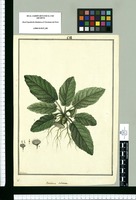 Dorstenia tubicina / Galvez. Original drawing from Ruiz & Pavón's Expedition (1777-1816)