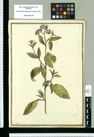 Heliotropium Peruvianum L. / Jose Brunete. Original drawing from Ruiz & Pavón's Expedition (1777-1816)