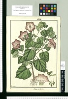 Nolana spathulata / Fran[cis]co Pulgar. Original drawing from Ruiz & Pavón's Expedition (1777-1816)