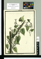 Convolvulus cymosus / Brunete. Original drawing from Ruiz & Pavón's Expedition (1777-1816)