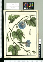 Ipomoea villosa / Brunete. Original drawing from Ruiz & Pavón's Expedition (1777-1816)