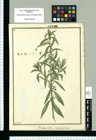 Xuarezia biflora : Thee del Perú / Ysidro Galvez. Original drawing from Ruiz & Pavón's Expedition (1777-1816)
