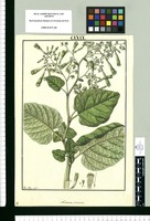 Nicotiana paniculata / Fran[cis]co Pulgar delin. Original drawing from Ruiz & Pavón's Expedition (1777-1816)