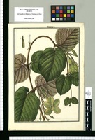 Echites glandulosa [sic] / Fran[cis]co Pulgar. Original drawing from Ruiz & Pavón's Expedition (1777-1816)
