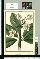 Plumieria [sic] lutea / Fran[cis]co Pulgar. Original drawing from Ruiz & Pavón's Expedition (1777-1816)