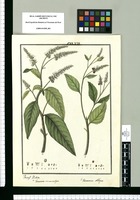 Varronia macrostachya y Varronia obliqua / Josef Rubio. Original drawing from Ruiz & Pavón's Expedition (1777-1816)