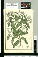 Vallesia dichotoma / Fran[cis]co Pulgar. Original drawing from Ruiz & Pavón's Expedition (1777-1816)