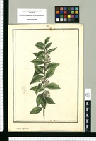 Cestrum confertum / Brunete. Original drawing from Ruiz & Pavón's Expedition (1777-1816)