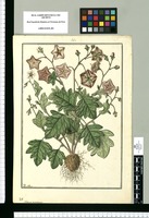 Solanum montanum / Fran[cis]co Pulgar. Original drawing from Ruiz & Pavón's Expedition (1777-1816)