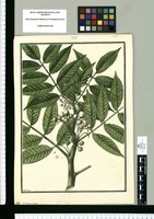 Solanum mite / Galvez. Original drawing from Ruiz & Pavón's Expedition (1777-1816)