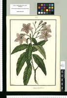 Solanum lanceolatum / Galvez. Original drawing from Ruiz & Pavón's Expedition (1777-1816)