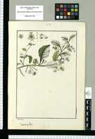 Saracha biflora / Josef Rubio. Original drawing from Ruiz & Pavón's Expedition (1777-1816)