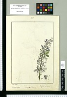 Lycium salsum, Lycium spathulatum y Lycium obovatum / Josef Rubio. Original drawing from Ruiz & Pavón's Expedition (1777-1816)