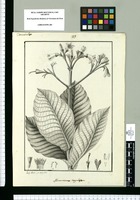 Macrocnemum corymbosum / Josef Rubio por esqueleto. Original drawing from Ruiz & Pavón's Expedition (1777-1816)