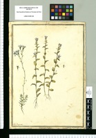 Campanula biflora y Campanula filiformis / J[ose]ph Brunete. Original drawing from Ruiz & Pavón's Expedition (1777-1816)