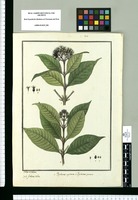 Psychotria capitata y Psychotria cymosa / Ysidro de Galvez. Original drawing from Ruiz & Pavón's Expedition (1777-1816)