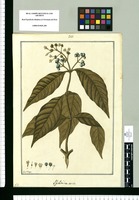 Psychotria caerulea / Fran[cis]co Pulgar. Original drawing from Ruiz & Pavón's Expedition (1777-1816)