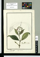 Coffea longifolia y Coffea microcarpa / Ysidro de Galvez. Original drawing from Ruiz & Pavón's Expedition (1777-1816)