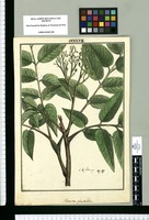 Huertea glandulosa : Cedro macho / Brunete. Original drawing from Ruiz & Pavón's Expedition (1777-1816)