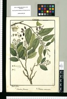 Haenckea flexuosa y Villaresia mucronata / Ysidro de Galvez. Original drawing from Ruiz & Pavón's Expedition (1777-1816)