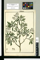 Stereoxylon resinosum / Galvez. Original drawing from Ruiz & Pavón's Expedition (1777-1816)