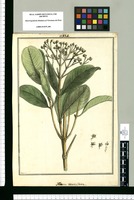 Alzatea verticillata / Brunete. Original drawing from Ruiz & Pavón's Expedition (1777-1816)