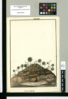 Hydrocotyle gracilis / Galvez. Original drawing from Ruiz & Pavón's Expedition (1777-1816)