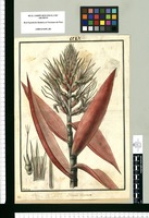 Bromelia incarnata / Galvez. Original drawing from Ruiz & Pavón's Expedition (1777-1816)