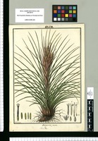 Bonapartea juncea / Galvez. Original drawing from Ruiz & Pavón's Expedition (1777-1816)