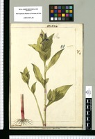 Tradescantia latifolia / J[ose]ph Brunete. Original drawing from Ruiz & Pavón's Expedition (1777-1816)