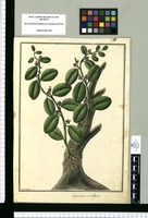 Loranthus ovalifolius / Fran[cis]co Pulgar. Original drawing from Ruiz & Pavón's Expedition (1777-1816)
