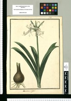 Pancratium ringens / Ysidro Galvez. Original drawing from Ruiz & Pavón's Expedition (1777-1816)