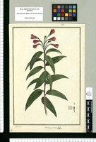 Alstroemeria distichifolia / Brunete. Original drawing from Ruiz & Pavón's Expedition (1777-1816)