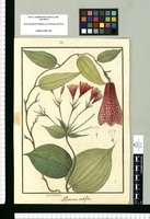 Alstroemeria cordifolia / Ysidro de Galvez. Original drawing from Ruiz & Pavón's Expedition (1777-1816)