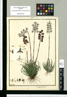 Isidrogalvia falcata / Fran[cis]co Pulgar. Original drawing from Ruiz & Pavón's Expedition (1777-1816)