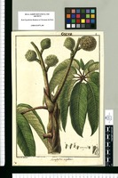 Actinophyllum angulatum / Ysidro de Galvez. Original drawing from Ruiz & Pavón's Expedition (1777-1816)