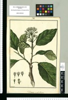 Gilibertia umbellata / Galvez. Original drawing from Ruiz & Pavón's Expedition (1777-1816)