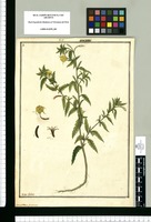 Oenothera prostrata / Ysidro Galvez. Original drawing from Ruiz & Pavón's Expedition (1777-1816)