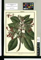 Fuchsia ovalis / Fran[cis]co Pulgar. Original drawing from Ruiz & Pavón's Expedition (1777-1816)