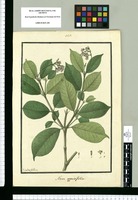 Neea oppositifolia / Ysidro de Galvez. Original drawing from Ruiz & Pavón's Expedition (1777-1816)