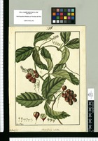 Semarillaria nitida / Fran[cis]co Pulgar. Original drawing from Ruiz & Pavón's Expedition (1777-1816)