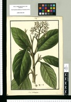 Laurus reticulata / Galvez. Original drawing from Ruiz & Pavón's Expedition (1777-1816)