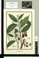 Laurus dysodantha / Is[idro] Galvez del. Original drawing from Ruiz & Pavón's Expedition (1777-1816)