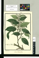 Laurus heteranthera / Is[idro] Galvez delin. Original drawing from Ruiz & Pavón's Expedition (1777-1816)