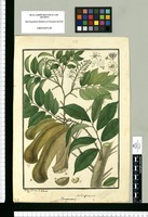 Myrospermum balsamiferum / Isidro Galvez lo dibuxó. Original drawing from Ruiz & Pavón's Expedition (1777-1816)