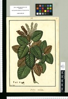 Clethra revoluta / Fran[cis]co Pulgar. Original drawing from Ruiz & Pavón's Expedition (1777-1816)