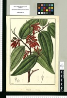 Thibaudia coarctata / Galvez. Original drawing from Ruiz & Pavón's Expedition (1777-1816)